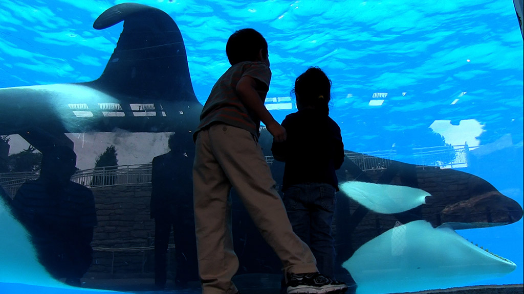 Movie Review: Blackfish