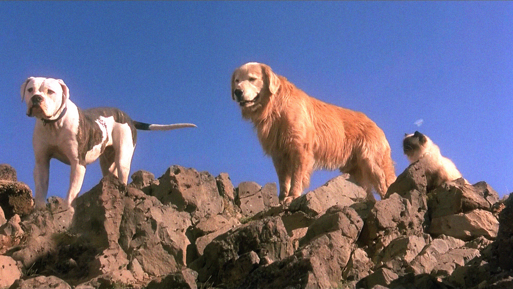 Movie Review: Homeward Bound: The Incredible Journey